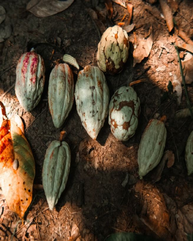 Mazorcas de cacao sobre el suelo de la selva Lacandona