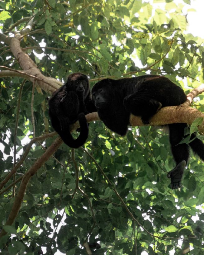 Monos saraguatos en la selva Lacandona, Chiapas